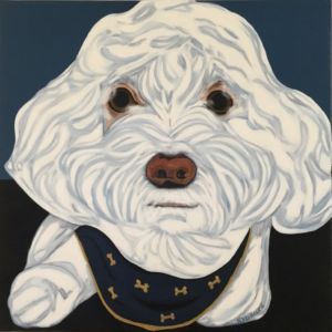 Portrait of a dog, male, of poodle breed, white and curly